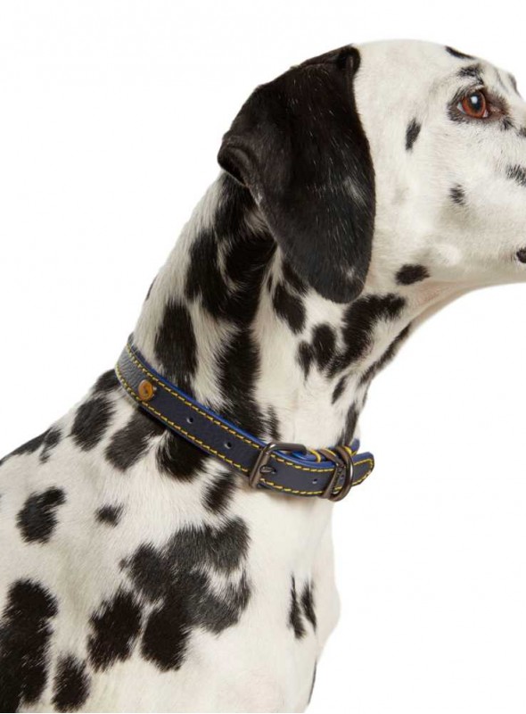 Läder hundhalsband Navy från Joules