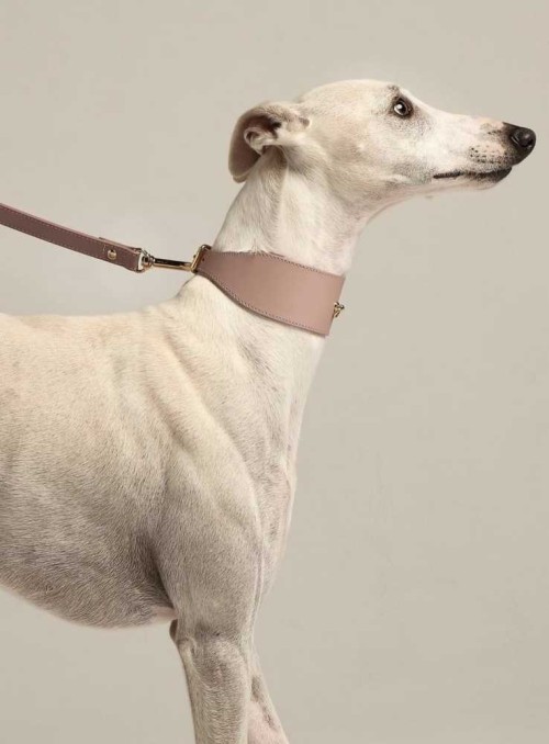 Halsband för vinthundar eller andra hundar med lång hals, rosa